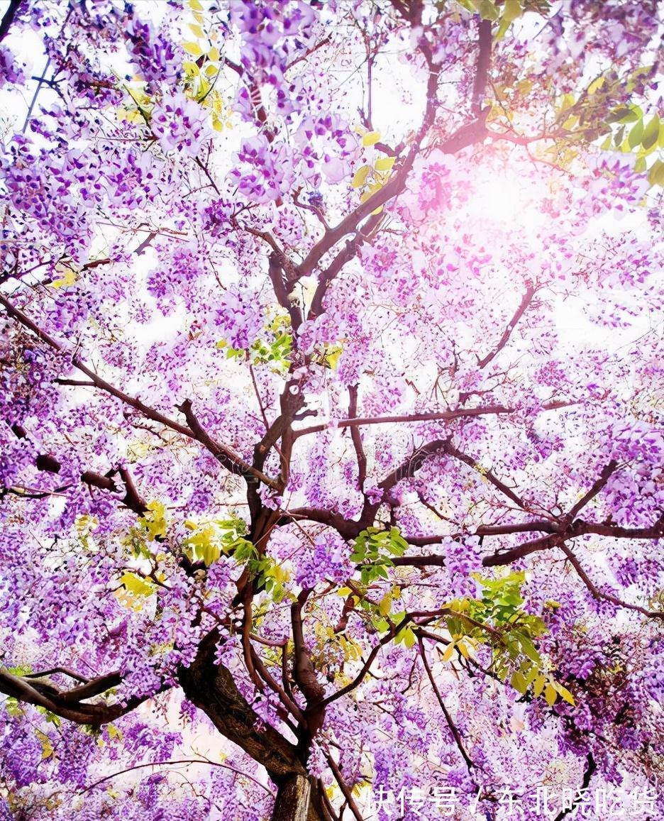 六种“长寿花”,越老越值钱,花开富贵,越养越精贵