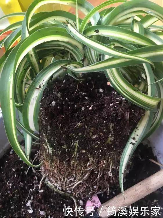 绿萝|4种花爱“吃土”,1年不换盆,盆里全是根不见土,换盆才能长好