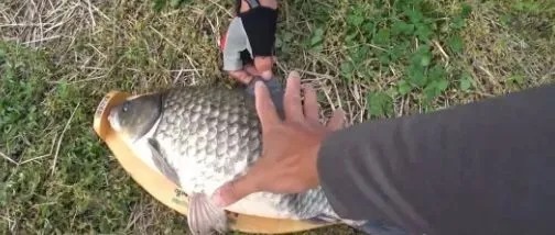 专攻大鲫鱼!用时间和金钱换来的心得技巧