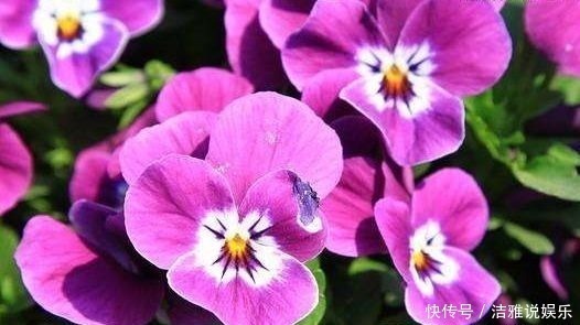 爆盆|几款艳丽的花卉，漂亮又好闻，开花勤还爱爆盆