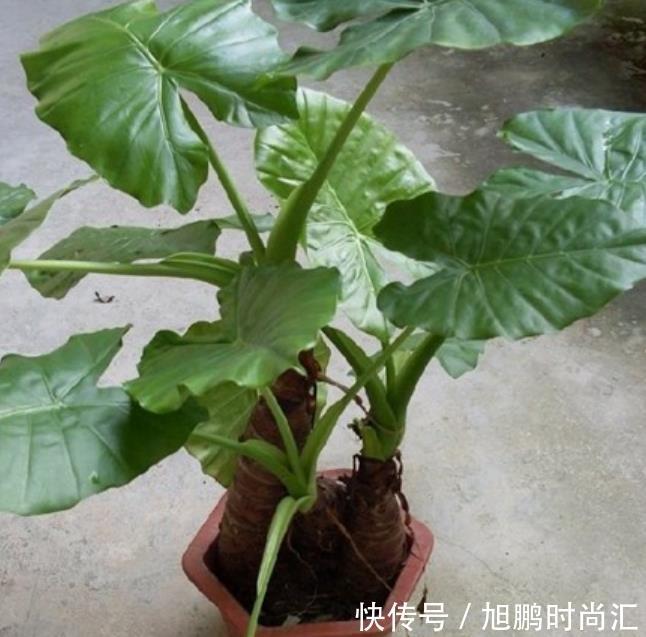 6种“娇艳”花,汁液剧毒,家里有的赶紧搬出去,你家养了几种?