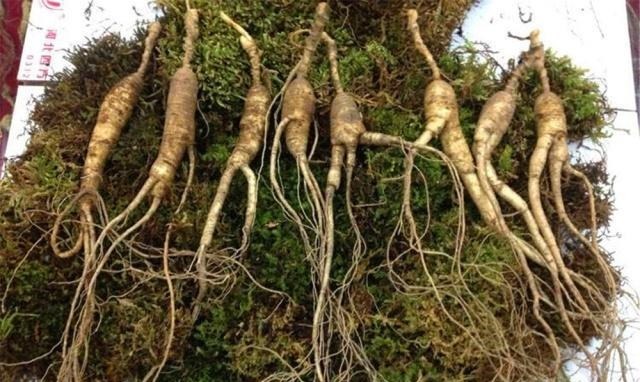 盆景|4种“名贵中药”做盆景,一养就是30年,土豪出价“5万”都不卖!