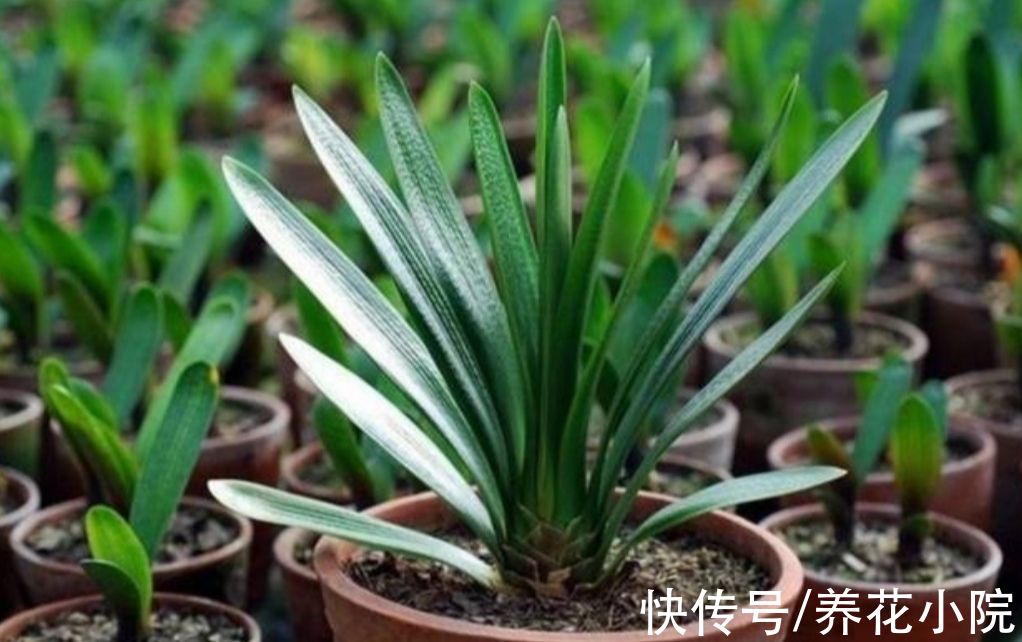 植株|家里养这6种花，9月赶紧补肥，才能长得旺，孕蕾更多