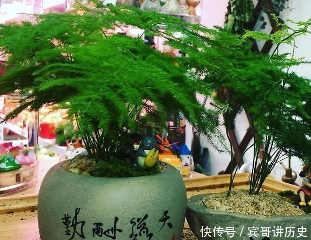 3种花就是“小盆命”，越“挤”长得越健康，不烂根长得旺