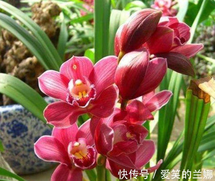 杜鹃花|家里养上4种花,花开一茬又一茬,美不胜收,人见人爱!