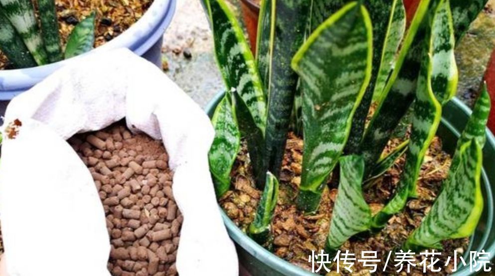 花土|养花盆土“太坚硬”,秋天多做2件事,土壤松软透气,才能长得旺