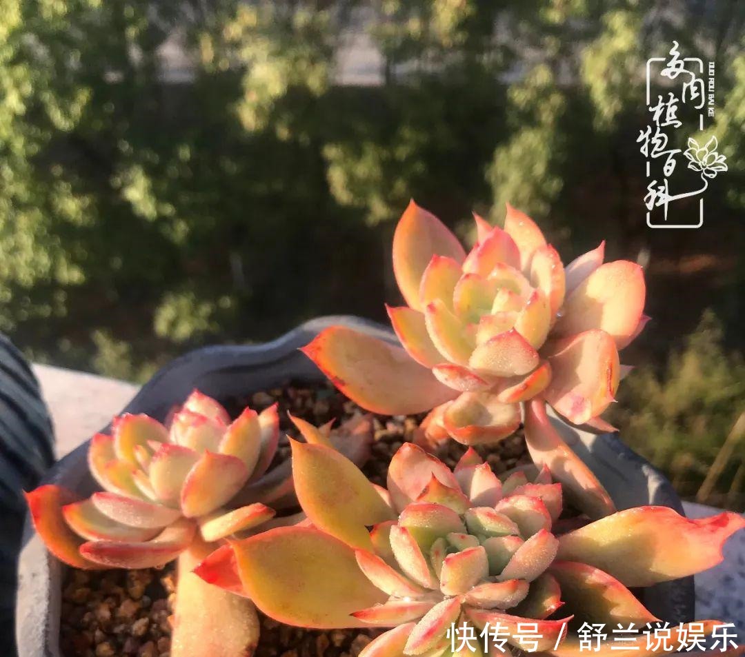 楼顶的多肉,让我的生活无意间打开了一个新世界!