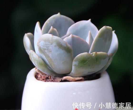 管它多肉普货还是贵货，能养出高颜值就是好货