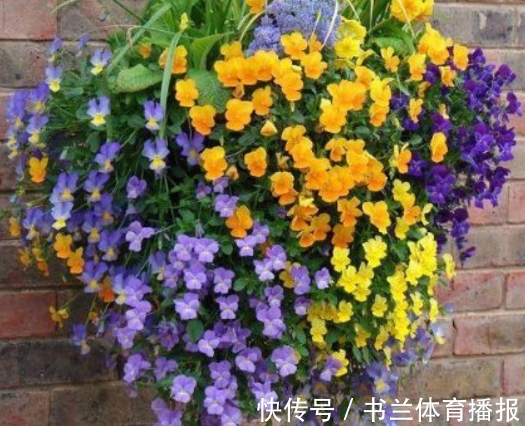 “4种漂亮”垂吊花,婀娜多姿,绚丽多彩,美到让人窒息!