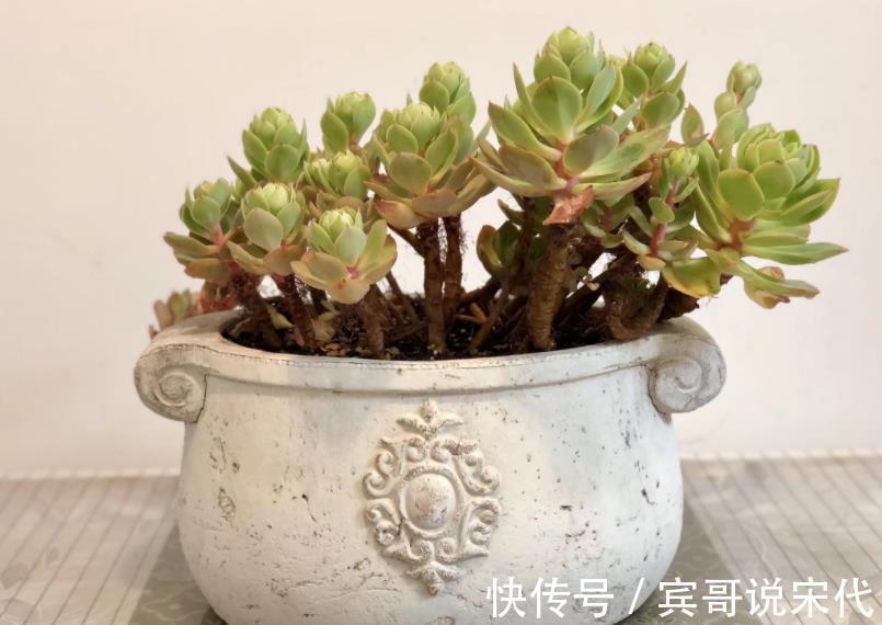 自来水|休眠中的多肉，遇上高温天，想“保命”就得落实此4点