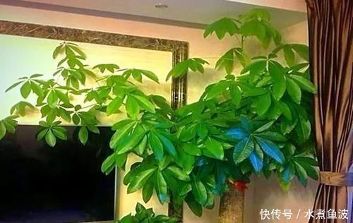 肥料|不要再扔掉这个东西了，往花盆里加一个花就多了，叶子绿了，比花强10倍
