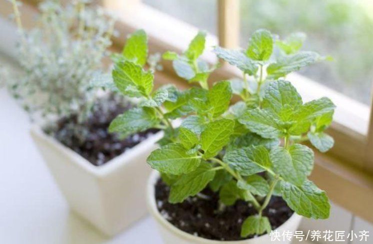 浇水|有没有种花的“万能土”？掌握好“3点”，自己调配比买的都好用