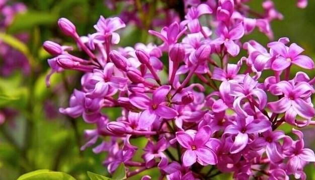 让“紫丁香”枝叶长不停、开花爆盆,其实只需把“3要点”完成好