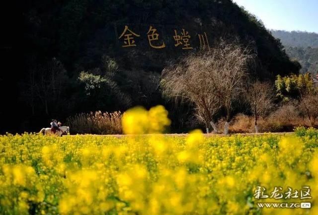 春天已“到货”！安宁万亩油菜花开啦|周末去哪儿 | 老年