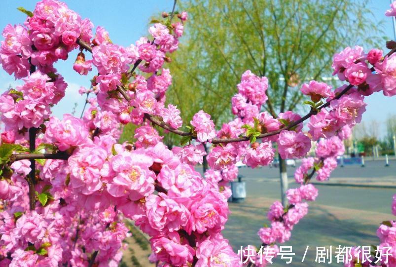 养花试试这几款,五彩缤纷、光彩照人,平时注意浇水频率