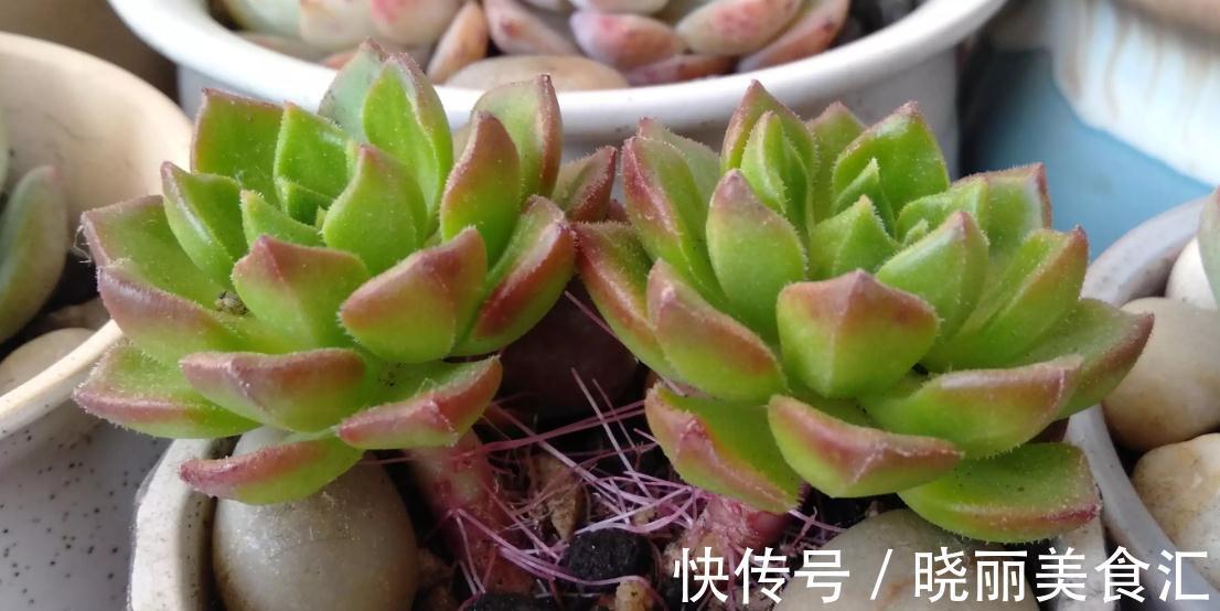 多肉植物知识知多点,蒂亚多肉很爱长气根,大家知道是什么原因吗