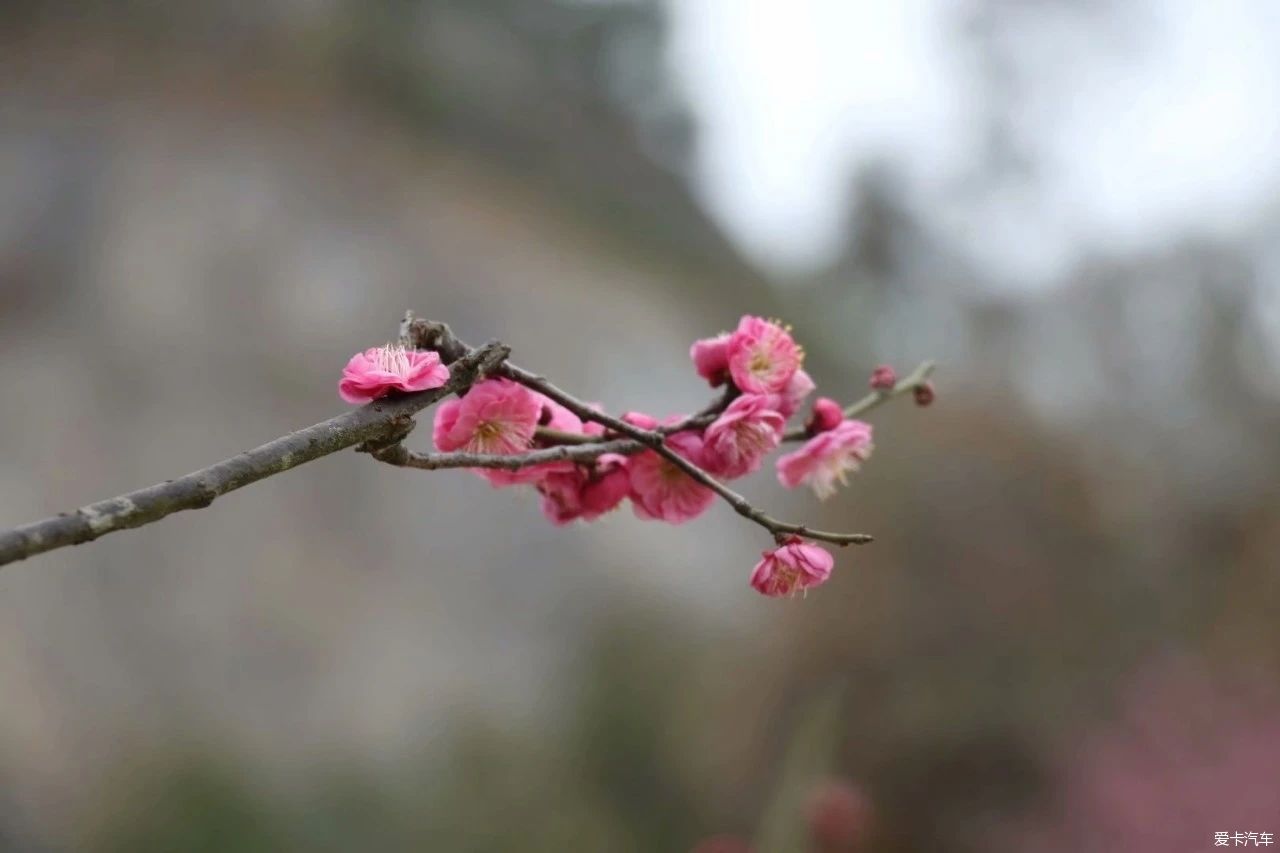 傲雪|梅花竞相开放了