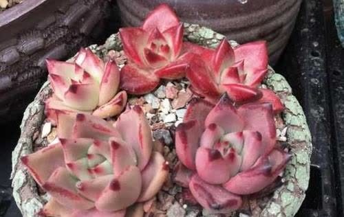 多肉长时间不长个？教你判断休眠还是僵苗，正确解决长势旺！