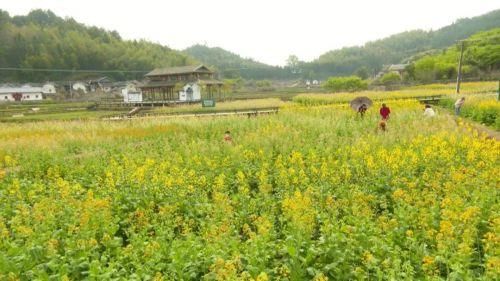 中年|春暖花开，想与你相约七彩油菜花田