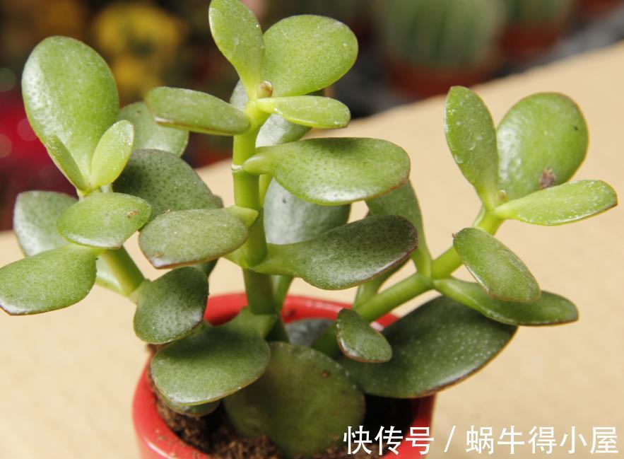 修剪|玉树的逆袭:怎么从田间野菜转变成高档盆景金枝玉叶?