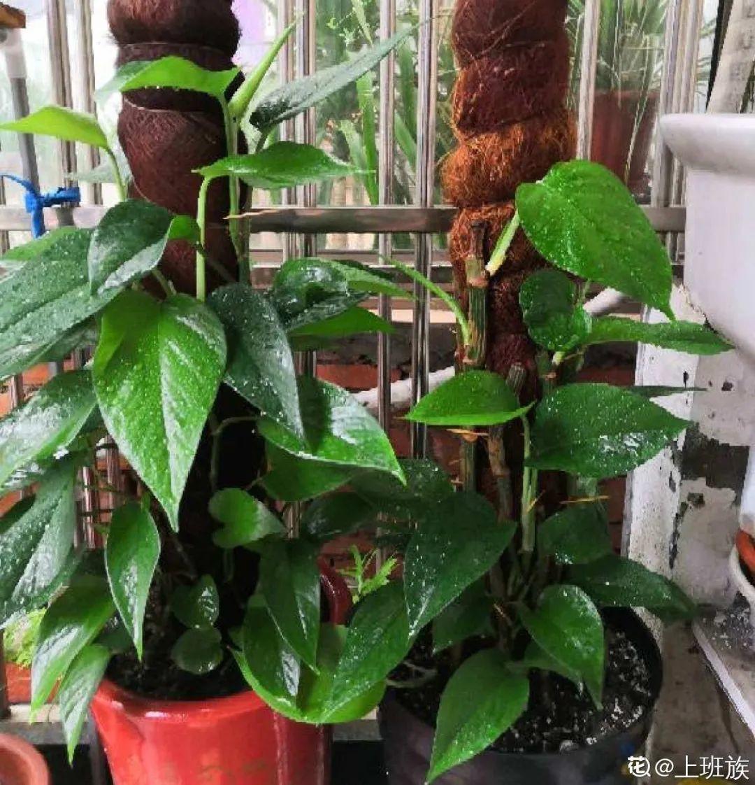 龟背竹是“吸废气”高手,家里放一盆,门窗紧闭也能空气清新!