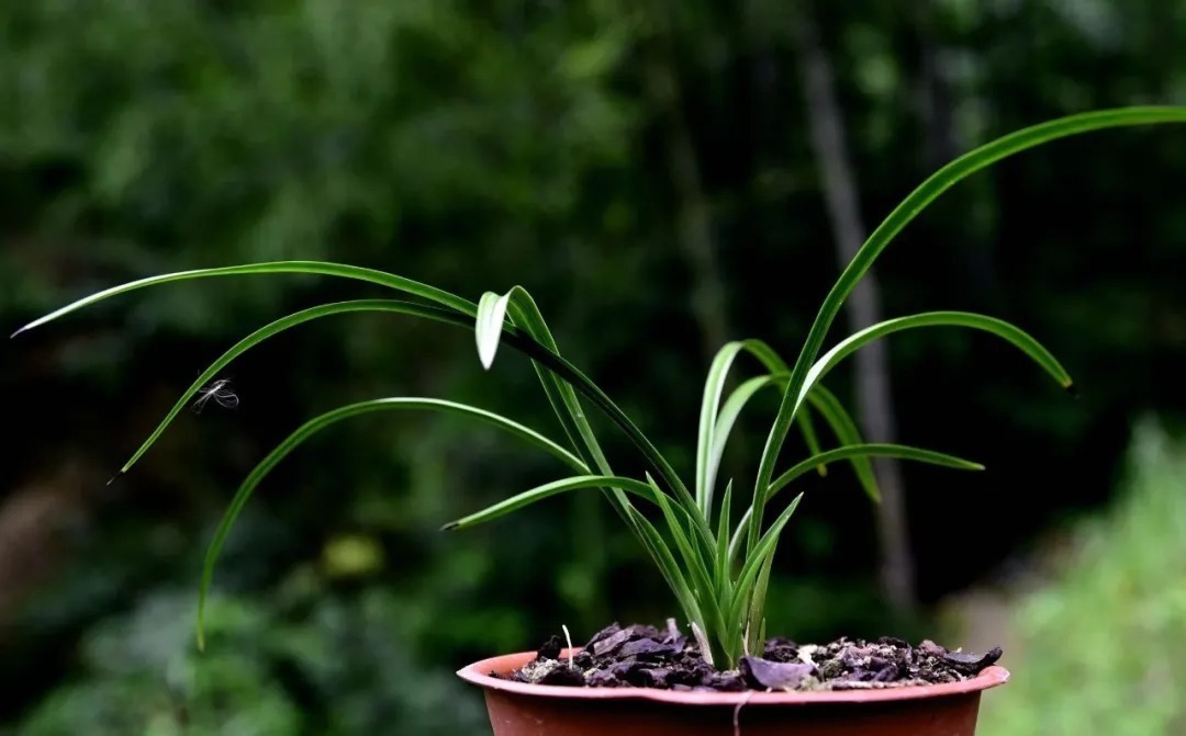 兰友|夏天养兰花,究竟能不能淋雨?兰友:最怕这样淋