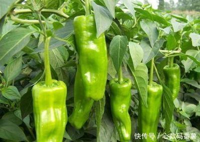 营养|很有营养的3种食物，美容养生、延缓衰老，提高免疫力！