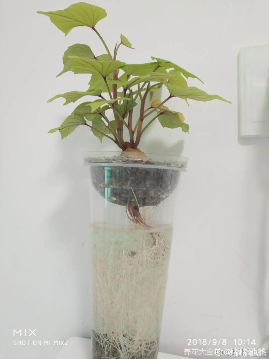 玉米棒子插盆里,7天冒出小森林,比绿萝吊兰好看