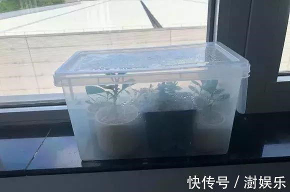 水杨酸|杜鹃茶花插不活，枝条在泥巴里打个滚，大白根呼呼长，新芽猛冒！