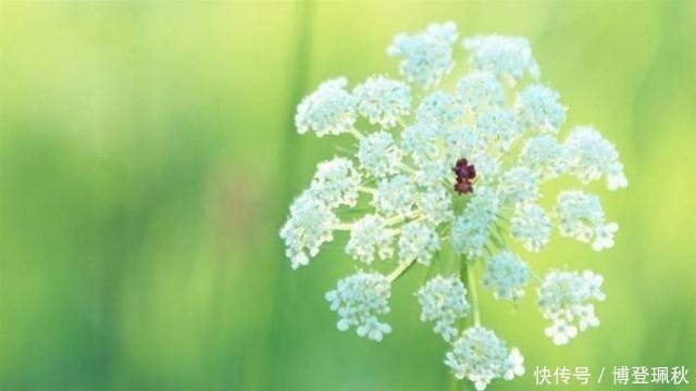 水调数|北宋词人醉后睡醒，写下一首伤春词，其中七字惊艳世人
