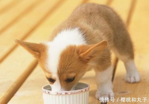 这9种狗狗就是白眼狼,给它一口吃的,分分