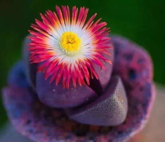  娇艳|石生花，绝美娇艳！