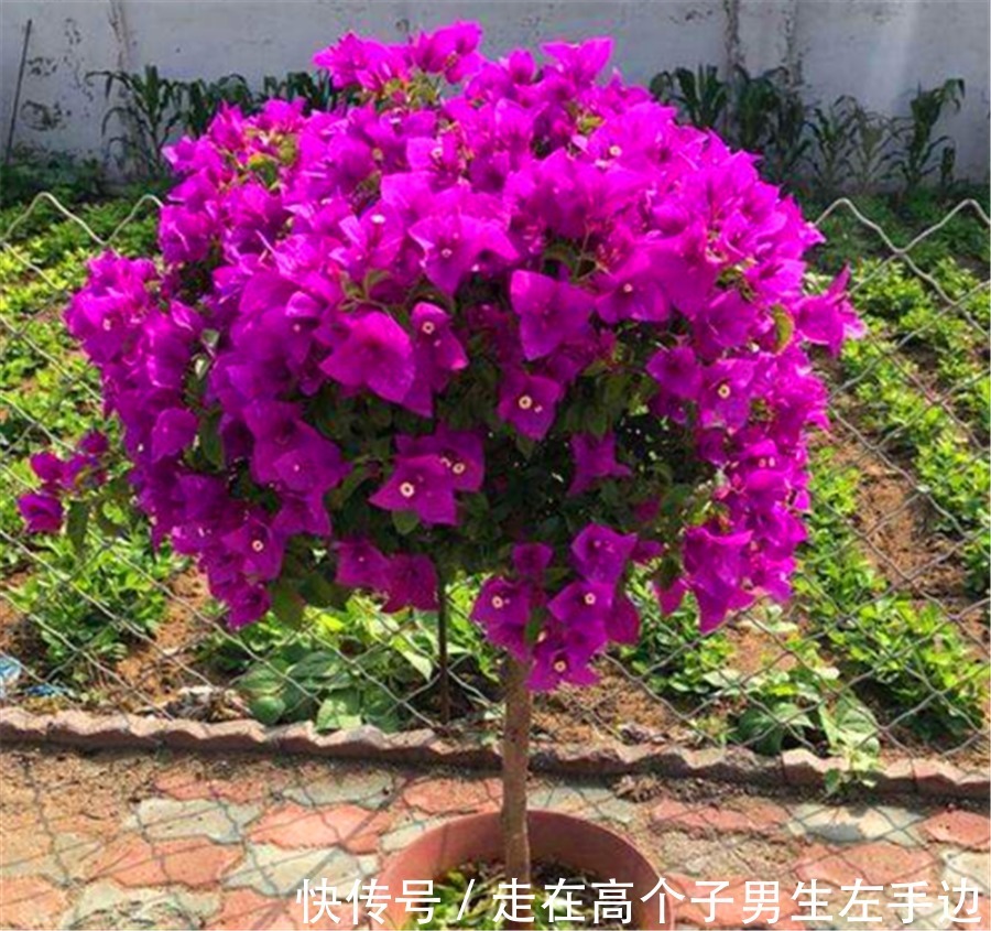 6种最喜欢太阳的家庭盆栽,5种都是开花机器,爆盆简单四季常开