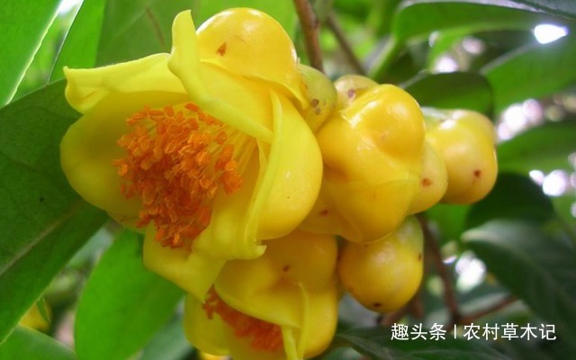 它是如此的稀少,且珍贵难得,请谨记外貌,切勿采摘花朵