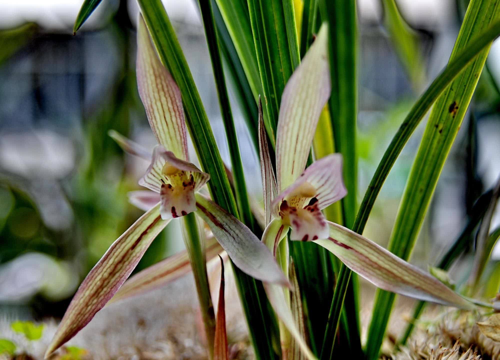 春兰花苞不长个，这是3个原因造成的，处理一下就恢复生长