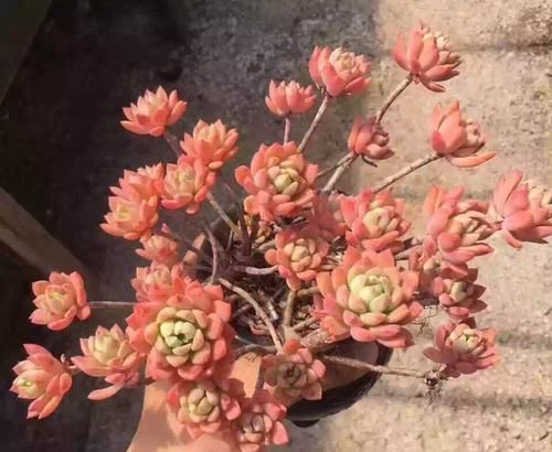 普货多肉马库斯,皮实健壮爱爆头,掌握4个要点,长成漂亮老桩