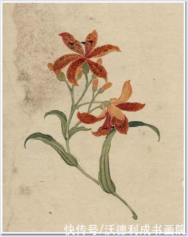 画菊|没骨百花图欣赏，美到骨子里