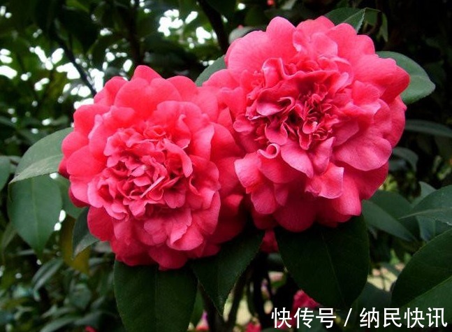 “山茶花”爱掉叶,快换掉盆土,再撒点“这玩意”,不久就能恢复