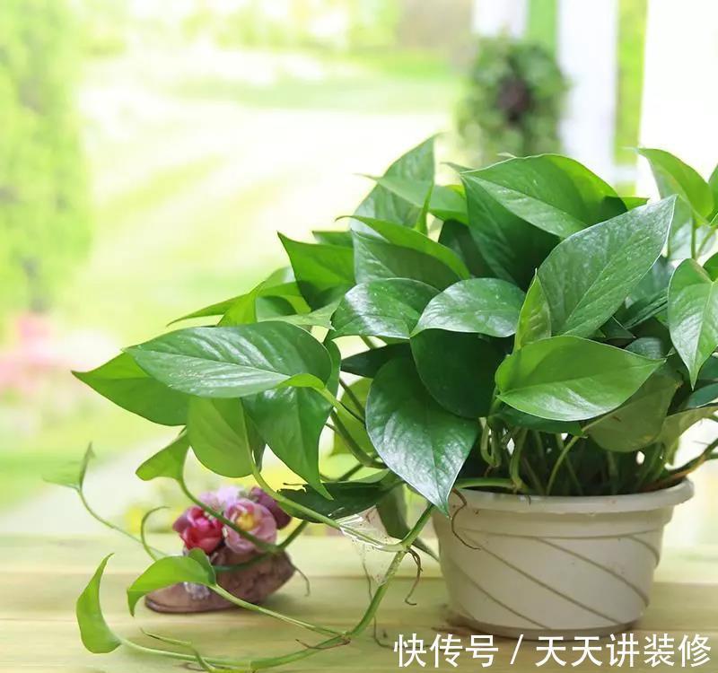 金银花|5种“养人花”,你养着它,它也养着你,家里空气清新,人健康