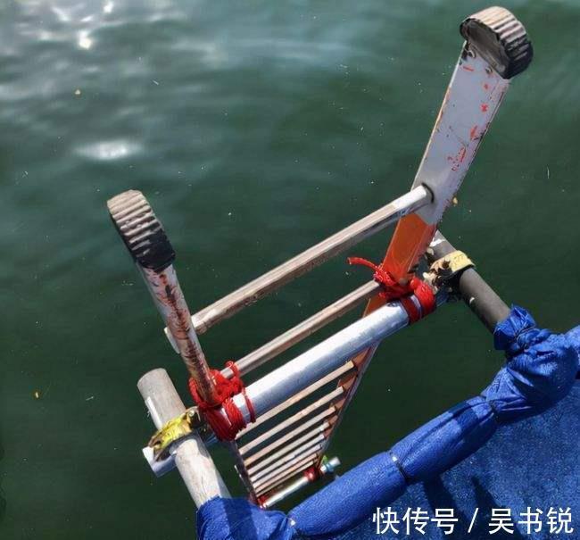 海底生物|全红婵年度收官战!露天跳海+初合作奥运五金王,14岁获国际荣誉