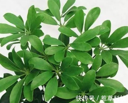 里美|居家就养这三种绿植,既上档次又招财,好看又耐活