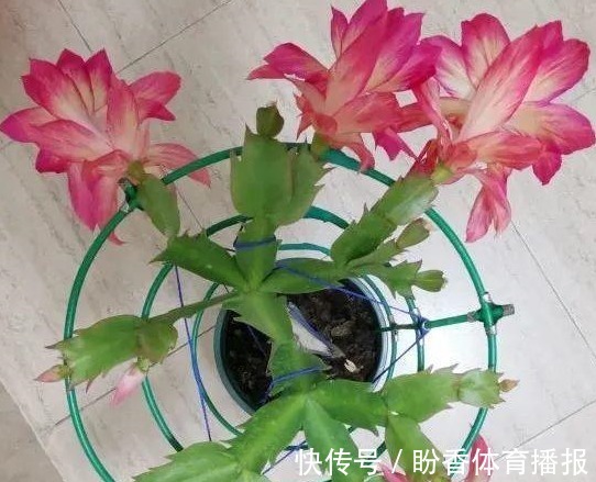 3月前后天气渐暖,养这几样植物,舍得撸叶子摘顶才能开花越漂亮