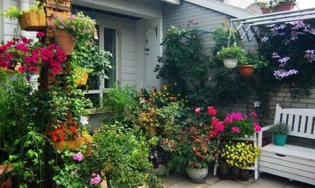 家里养花，就选这些，品味高大上，好养又耐看