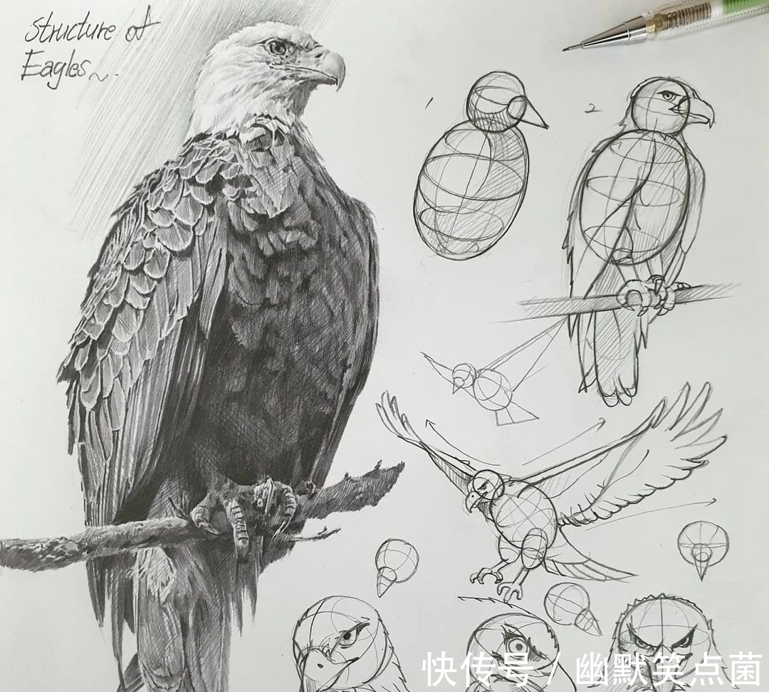 透视#动物素描很难画出体积感?其实是你的造型不对,老师都这样画的