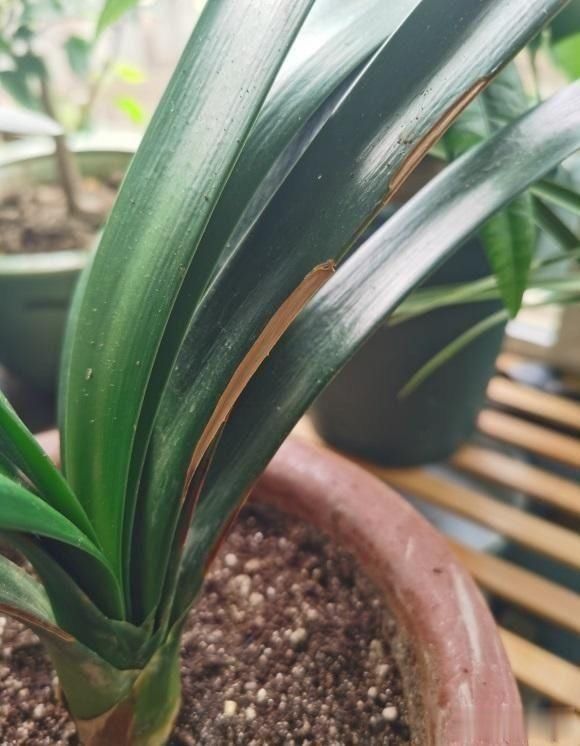 叶子|君子兰“要死不活”,其实是休眠,做到1停2通,避免黄叶烂根