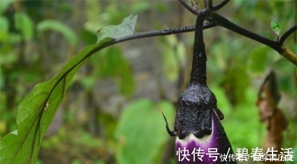 茄子|常听老人们说：“立秋后的茄子不要吃”开始不懂，看完以后明白了