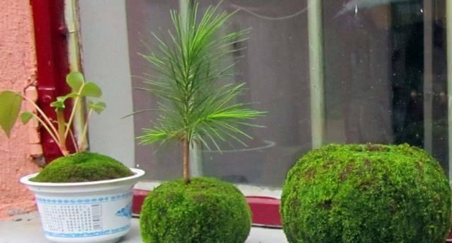 收获|路边常见的“它”,挖一块铺花盆里,不花一分钱,15天后收获惊喜