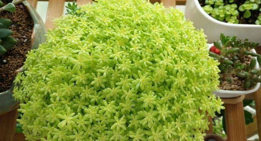 看似是草,实际是多肉,薄雪万年草,养殖抓住4个细节长得漂亮