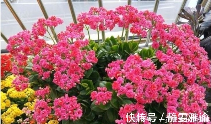 睡莲|4种花漂亮花,好养易活开花大,比绿萝美10倍