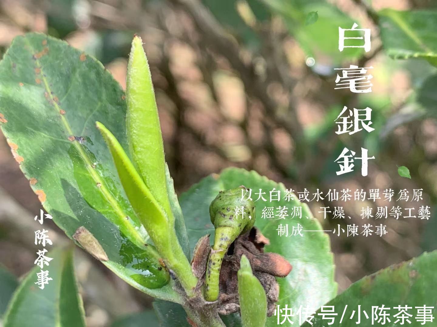 节气茶|白茶不是只有4个品类吗？荒野茶、高山茶、节气茶，分别是什么？